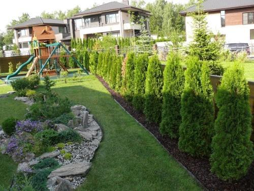 Когда лучше сажать туи и можжевельники. Определяемся, когда сажать туи и где лучше