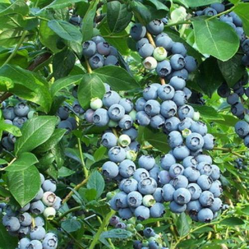 Как растет голубика садовая. Общие сведения о голубике 04 Как растет голубика садовая. Общие сведения о голубике 04