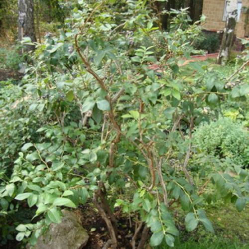 Как растет голубика садовая. Общие сведения о голубике 01 Как растет голубика садовая. Общие сведения о голубике 01