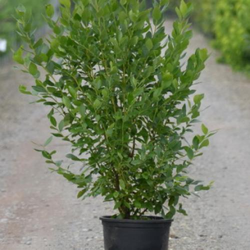 Как растет голубика садовая. Общие сведения о голубике 02 Как растет голубика садовая. Общие сведения о голубике 02