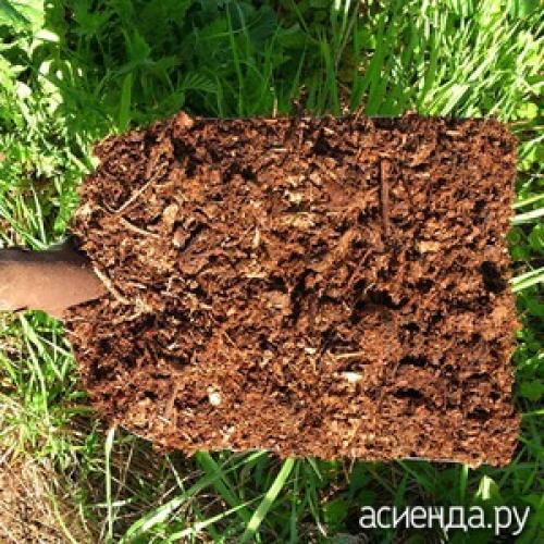 Конский навоз польза и вред. Конский навоз - плюсы и минусы