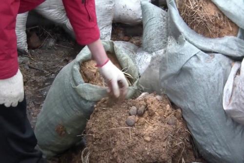 Конский навоз, как удобрение для помидор. Подкормка конским навозом помидор и огурцов .