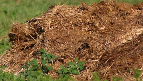 Конский навоз для клубники. Особенности навозной подкормки