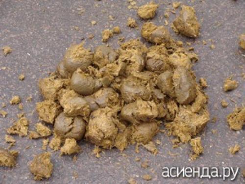 Конский навоз польза и вред. Конский навоз - плюсы и минусы