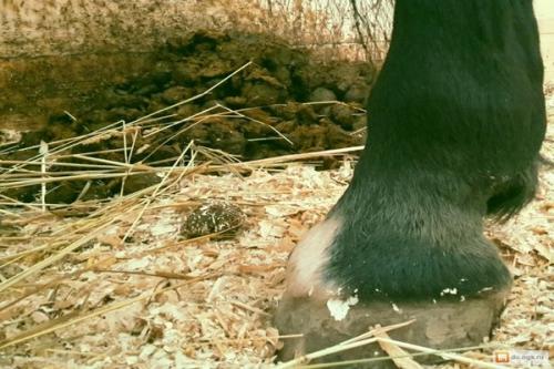 Конский навоз, как удобрение для помидор. Подкормка конским навозом помидор и огурцов .