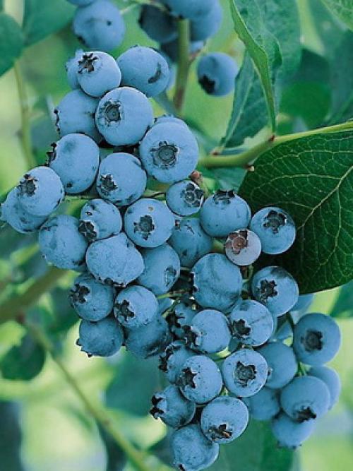 Когда начинает плодоносить голубика садовая.. Описание растения голубика: где растет ягода (с фото) 05