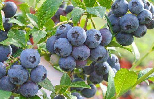 Голубика садовая когда начинает плодоносить. Сажаем голубику