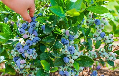Голубика садовая когда начинает плодоносить. Сажаем голубику