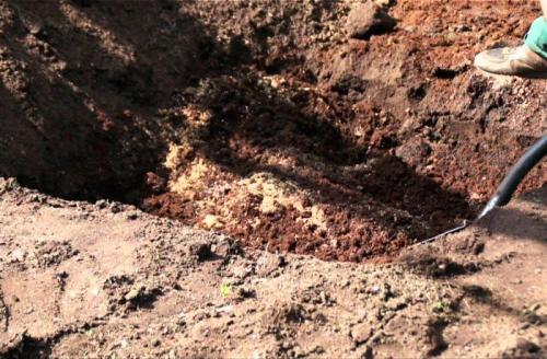 Голубика посадка и уход в открытом грунте. Посадка голубики садовой