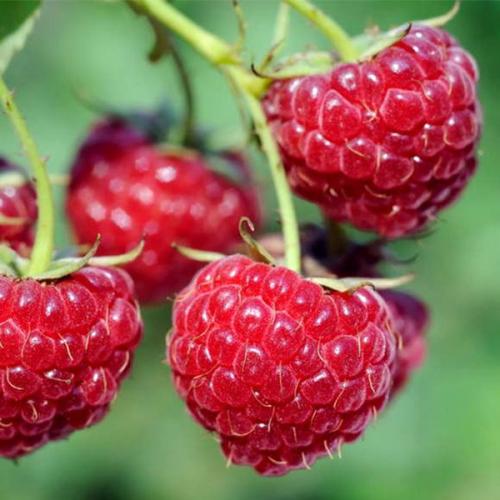 Конский навоз для малины. Чем подкормить малину весной по стадиям вегетации