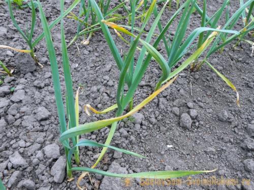 Подкормка чеснока конским навозом. Органика и минеральные удобрения для весенней подкормки чеснока