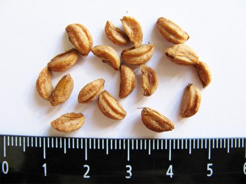 Как посадить боярышник из косточки. Выращивание боярышника из семян