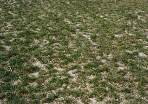 Органический компост, как удобрение для почвы. Применение компоста в огороде, в цветнике, в саду 03 Органический компост, как удобрение для почвы. Применение компоста в огороде, в цветнике, в саду 03