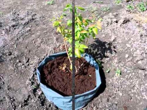 Голубика выращивание. Посадка голубики весной