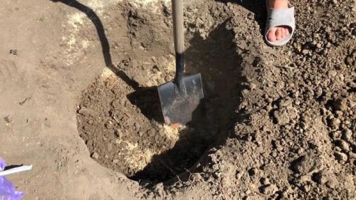 Выращивание голубики в различных климатических зонах.. Как правильно сажать голубику