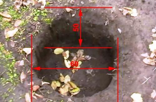 Голубика выращивание. Посадка голубики весной