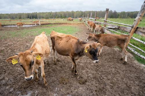 Как хранить навоз конский. Состояние и разновидности навоза 01