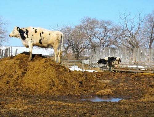 Навоз для дачного участка. Какой навоз лучше? 06