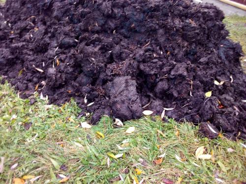 Чем опасен навоз. НАВОЗ: вред или польза?