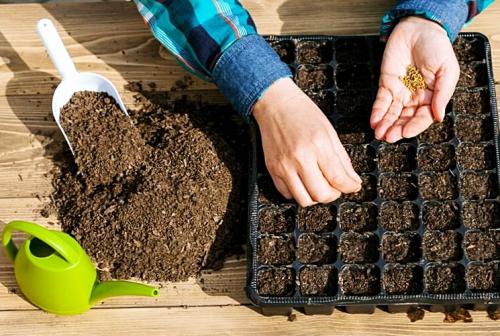 Сроки посадки лука севка в 2019 году. Когда сажать лук-севок весной 02 Сроки посадки лука севка в 2019 году. Когда сажать лук-севок весной 02