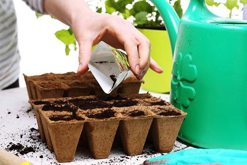 Сроки посадки лука севка в 2019 году. Когда сажать лук-севок весной 04 Сроки посадки лука севка в 2019 году. Когда сажать лук-севок весной 04