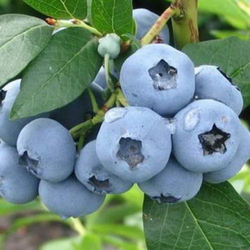 На какой год плодоносит после посадки голубика. Так на что нужно обратить внимание при покупке саженцев? 03 На какой год плодоносит после посадки голубика. Так на что нужно обратить внимание при покупке саженцев? 03