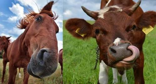 Какой навоз самый лучший и как правильно с ним.. Томаты не любят навоз 02