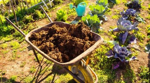 Какой навоз самый лучший и как правильно с ним.. Томаты не любят навоз 04