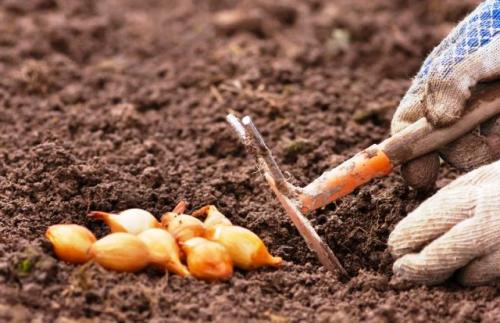 Когда сажать лук-севок в 2021 году. Посадка лука севка в 2021 году: сроки, благоприятные дни