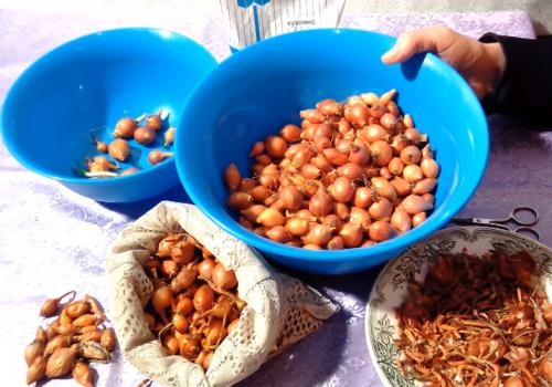 Когда сажать лук севок по лунному календарю в 2019 году. Когда можно сажать лук севок в открытый грунт по лунному календарю