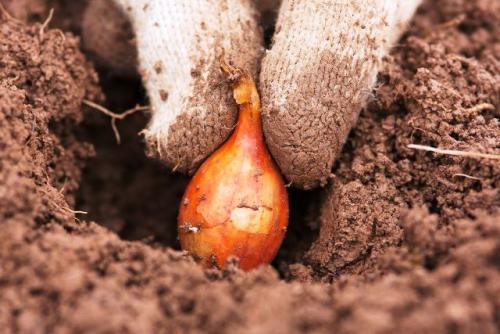 Когда сажать лук-севок в 2021 году. Посадка лука севка в 2021 году: сроки, благоприятные дни