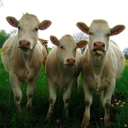 Как развести навоз для полива. Как приготовить удобрение из коровьего навоза