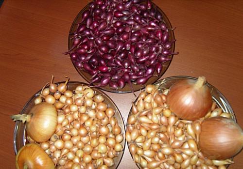 Когда сажать лук севок по лунному календарю в 2019 году. Когда можно сажать лук севок в открытый грунт по лунному календарю