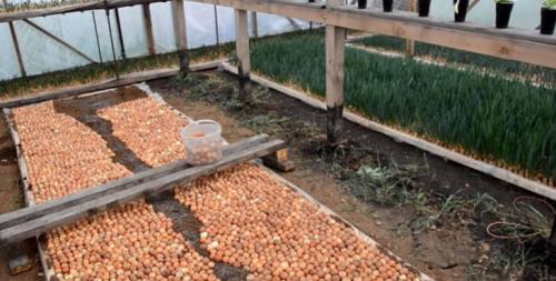 Когда сажать лук-севок в открытый грунт. Как сажать лук севок в открытый грунт весной на зелень (перо)