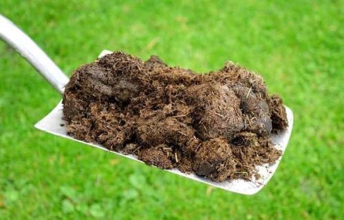 Какой навоз самый лучший и как правильно с ним.. Томаты не любят навоз 01