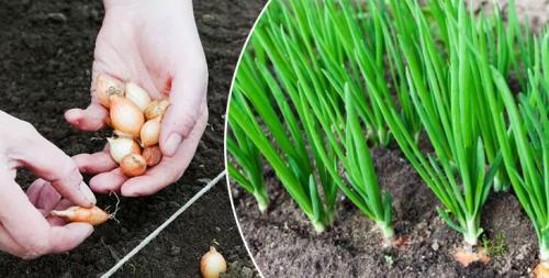 Когда сажать лук-севок в открытый грунт. Как сажать лук севок в открытый грунт весной на зелень (перо)
