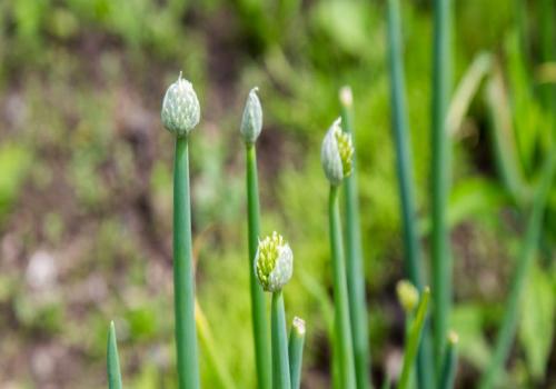 Когда сажать лук весной. Когда сажать лук севок в открытый грунт