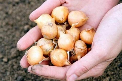 Когда сажать лук под зиму. Сроки, когда сажать лук осенью