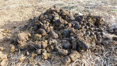 Что нельзя удобрять конским навозом. Конский навоз, как удобрение – виды, характеристика, как применять