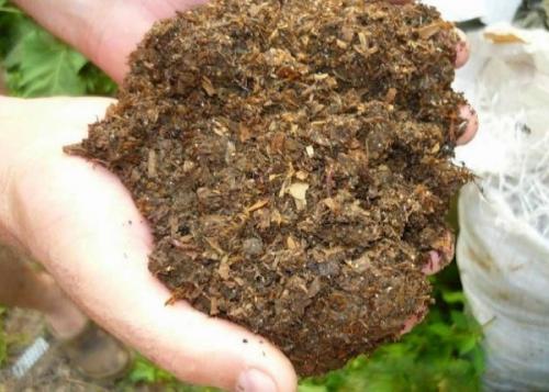 Что нельзя удобрять конским навозом. Конский навоз, как удобрение – виды, характеристика, как применять