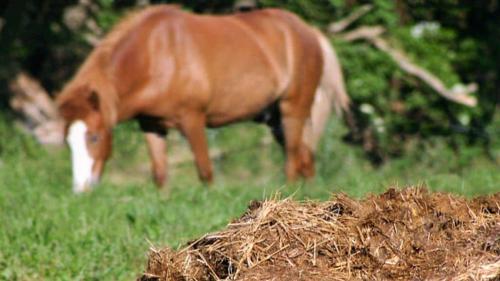 Как правильно вносить конский навоз осенью. Как использовать конский навоз, как удобрение в огороде: весной, летом, осенью