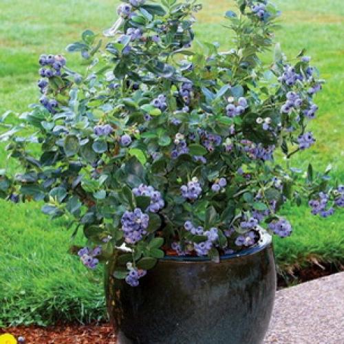 Когда начинает плодоносить голубика после посадки 05