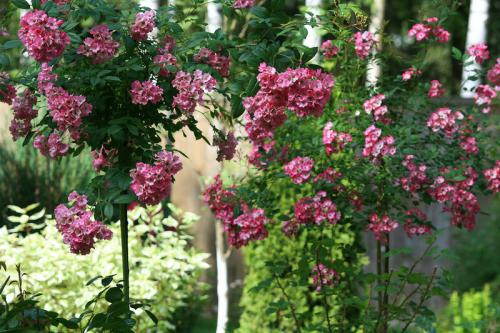 Стильные сады в подмосковье. Обворожительный сад в Подмосковье! Есть к чему стремиться