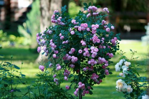 Стильные сады в подмосковье. Обворожительный сад в Подмосковье! Есть к чему стремиться
