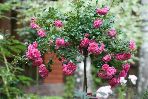 Стильные сады в подмосковье. Обворожительный сад в Подмосковье! Есть к чему стремиться