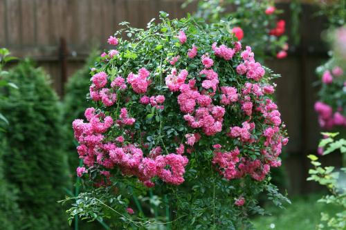 Стильные сады в подмосковье. Обворожительный сад в Подмосковье! Есть к чему стремиться