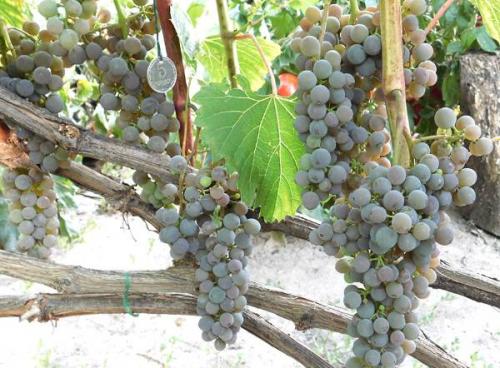 Сорта винограда для северного виноделия. 12 лучших винных сортов винограда для северного виноградника 02