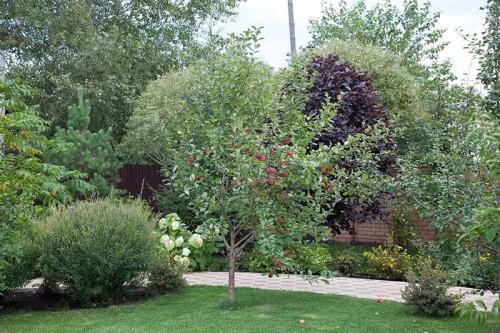 Устройство плодового сада. Разбиваем плодовый сад 07