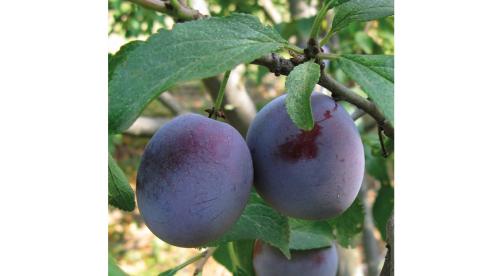 Устройство плодового сада. Разбиваем плодовый сад 12