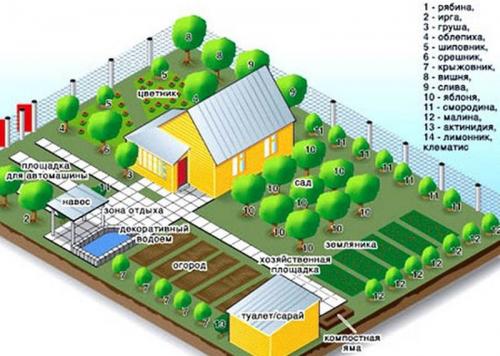 Устройство плодового сада. Разбиваем плодовый сад 09